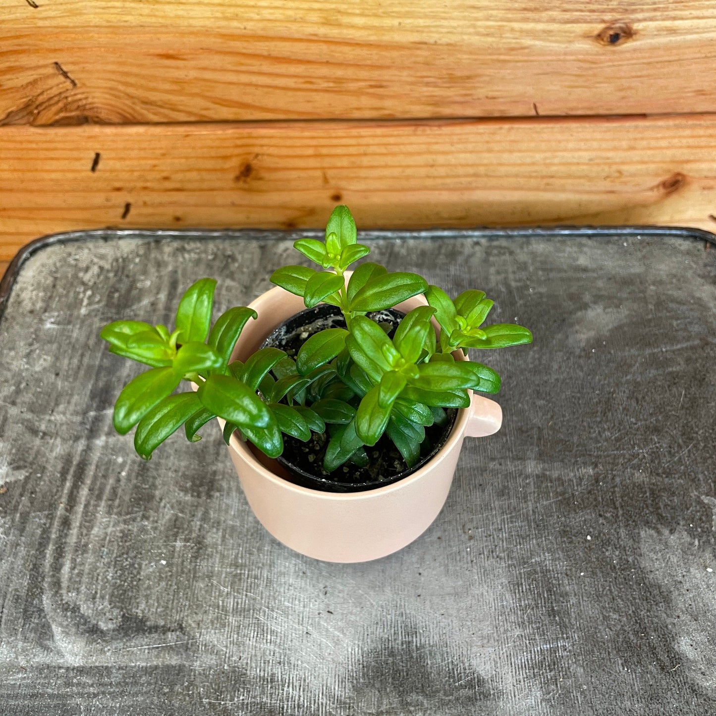 Aeschynanthus Lipstick Buxifolius Box Leaf, 2" Plant