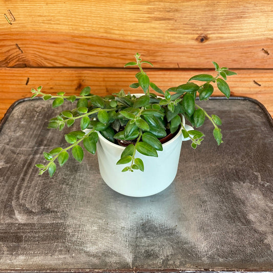 Aeschynanthus Lipstick Gracilis, 2" Plant