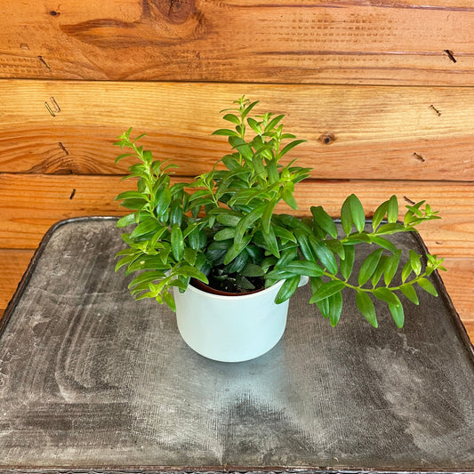 Aeschynanthus Lipstick Japhrolepis, 2" Plant