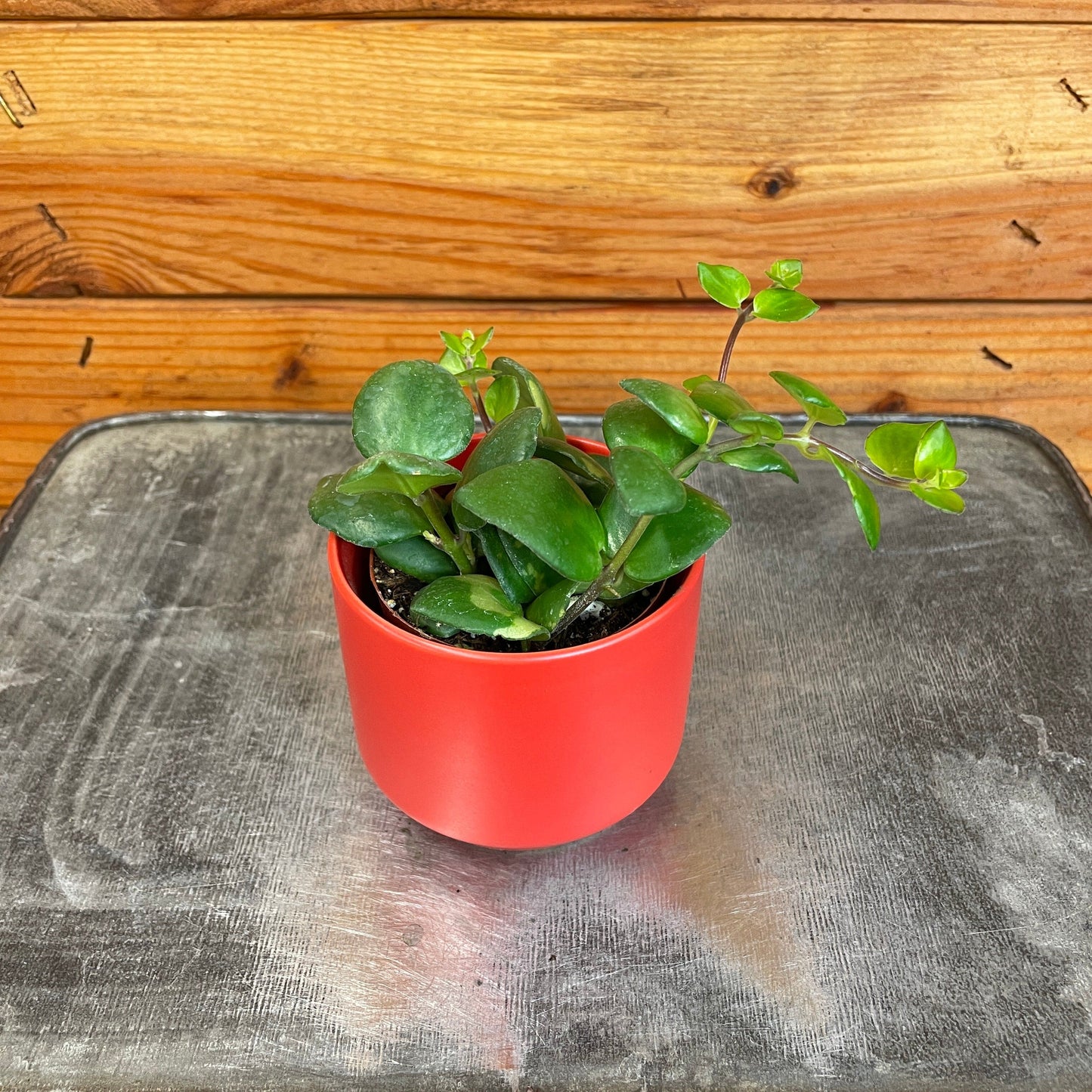 Aeschynanthus Lipstick Thai Pink, 2" Plant