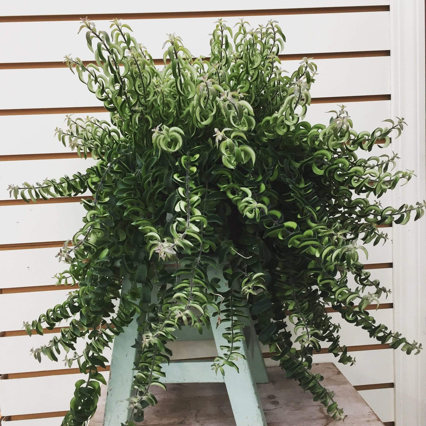 Aeschynanthus Lipstick Twister, Cuttings x5