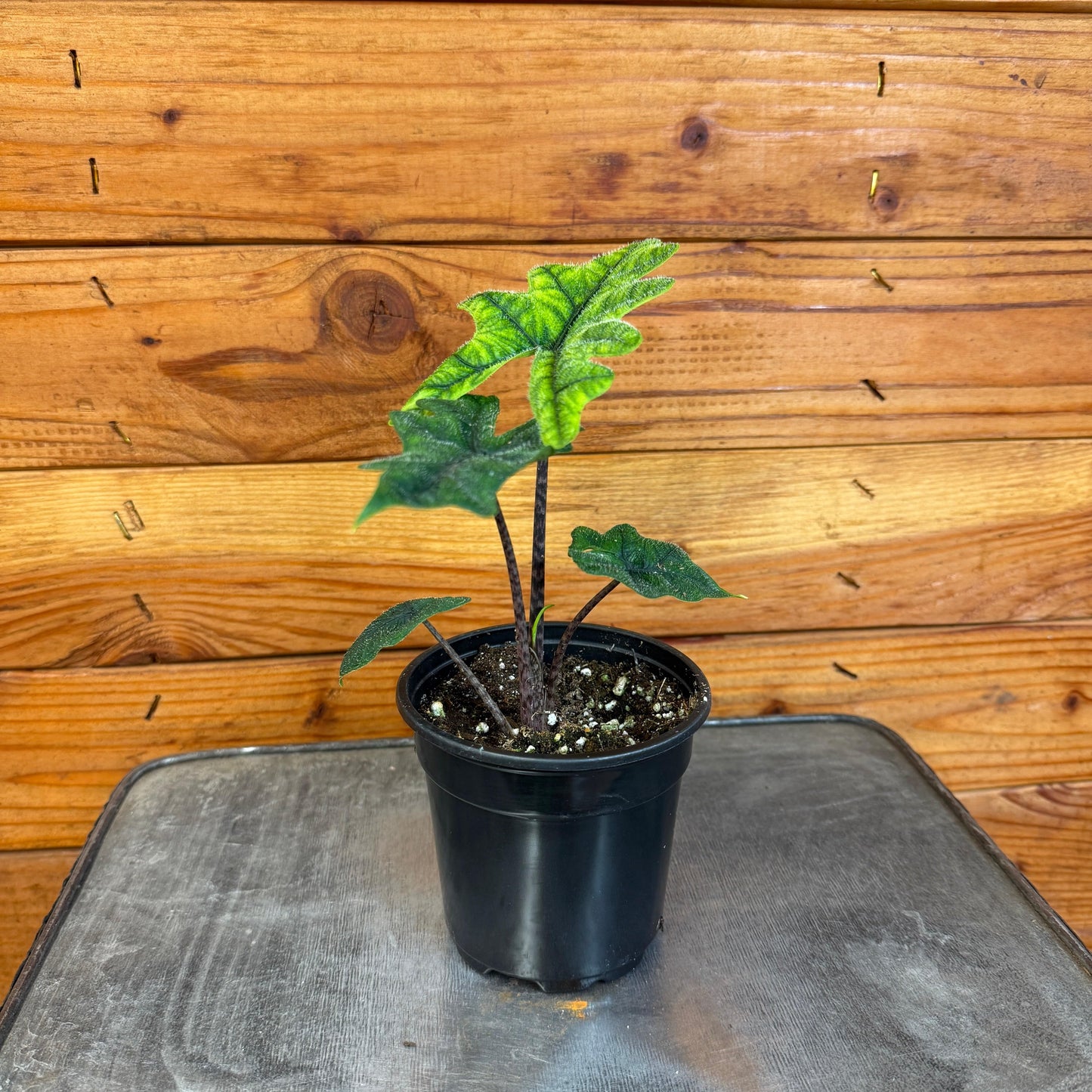 Alocasia Jacklyn, 4" Plant