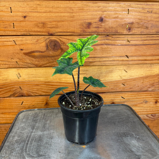 Alocasia Jacklyn, 4" Plant