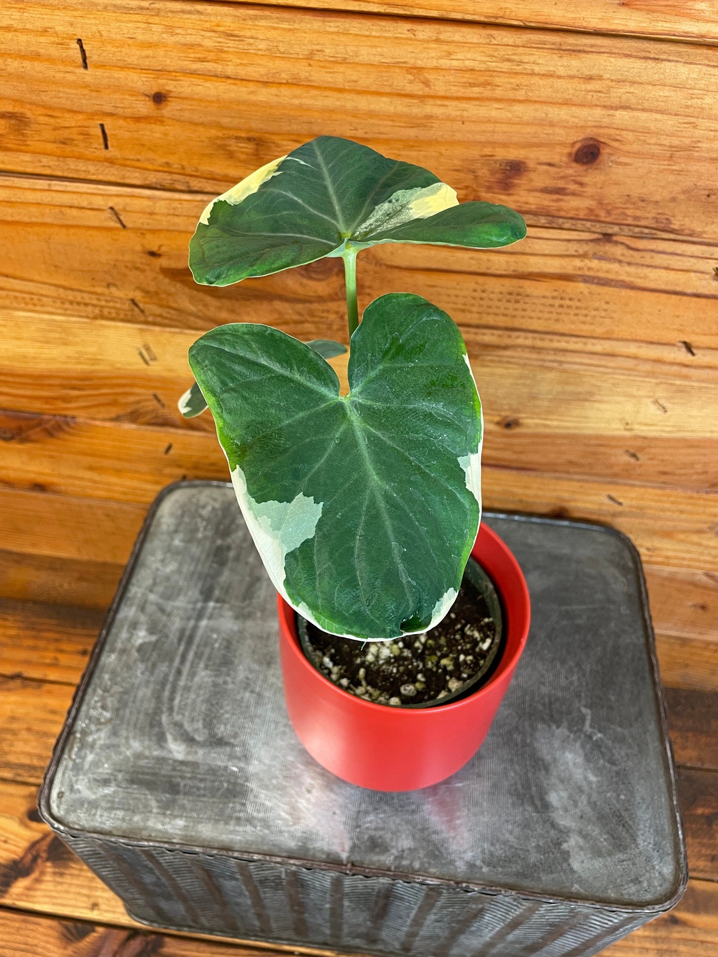 Alocasia Mickey Mouse, 4" Plant
