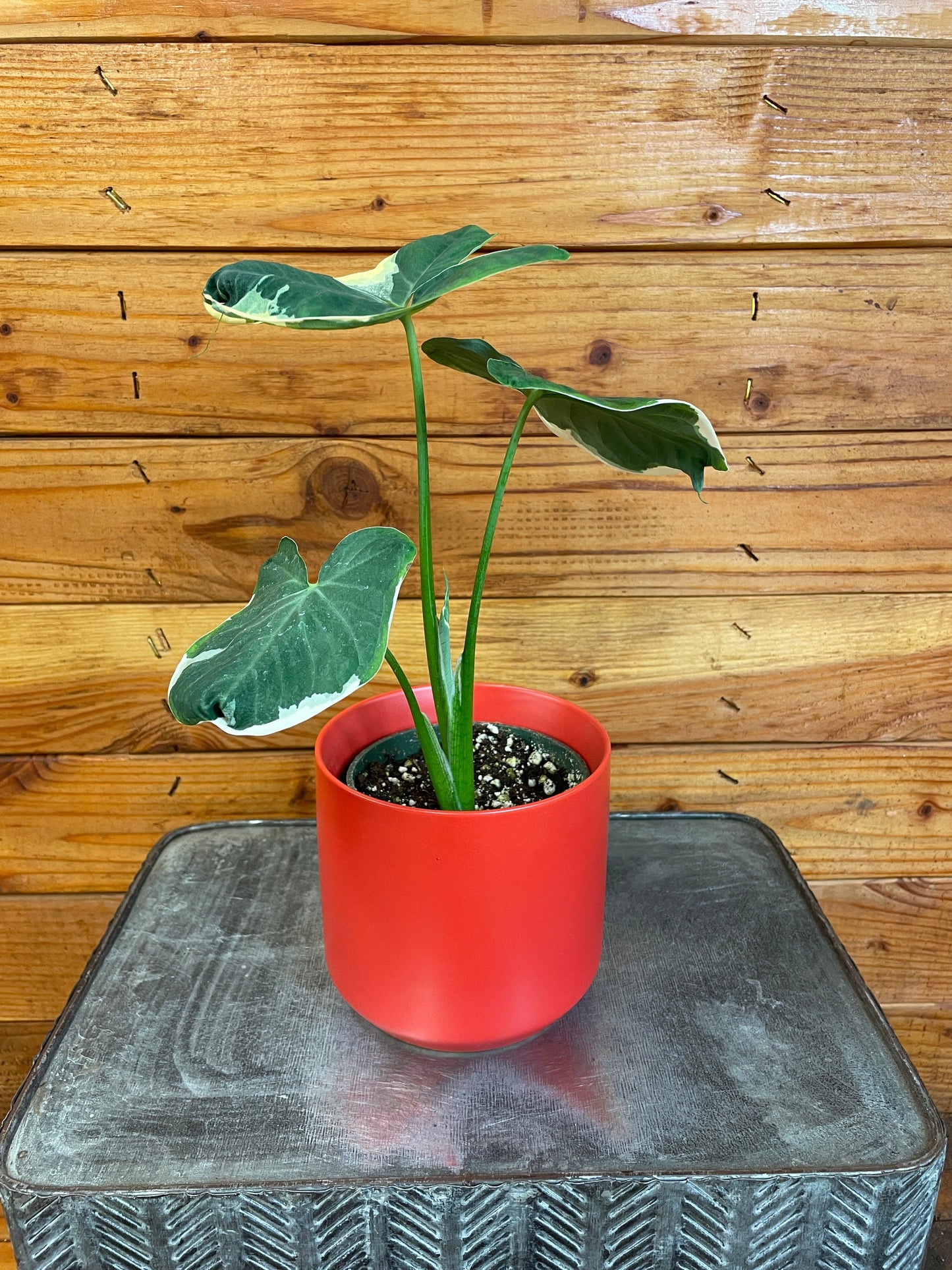 Alocasia Mickey Mouse, 4" Plant