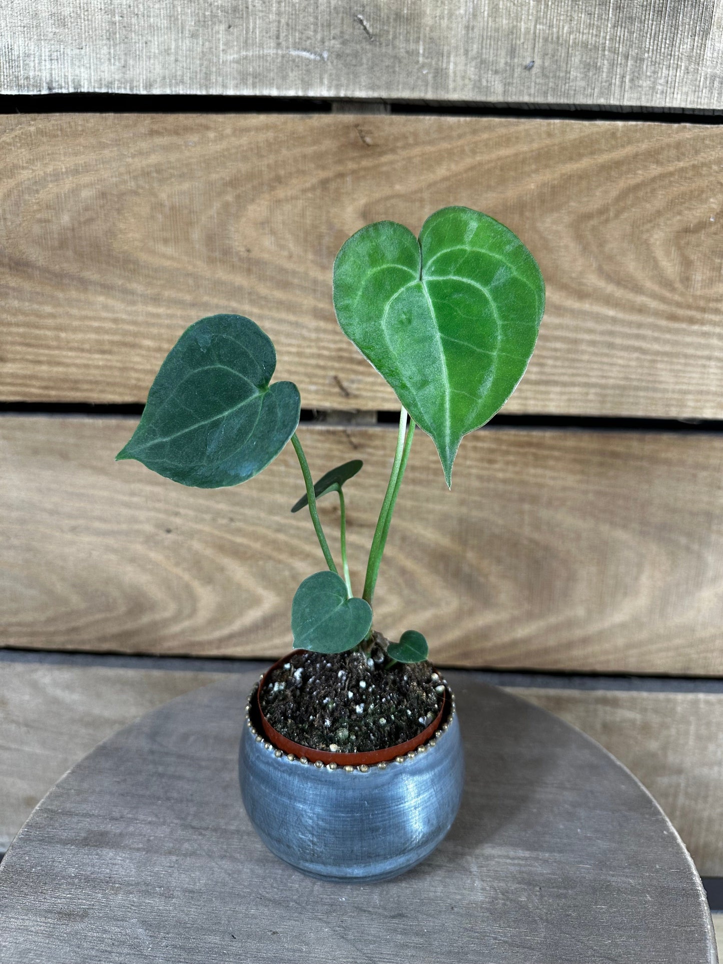 Anthurium Clarinervium - 2" Plant