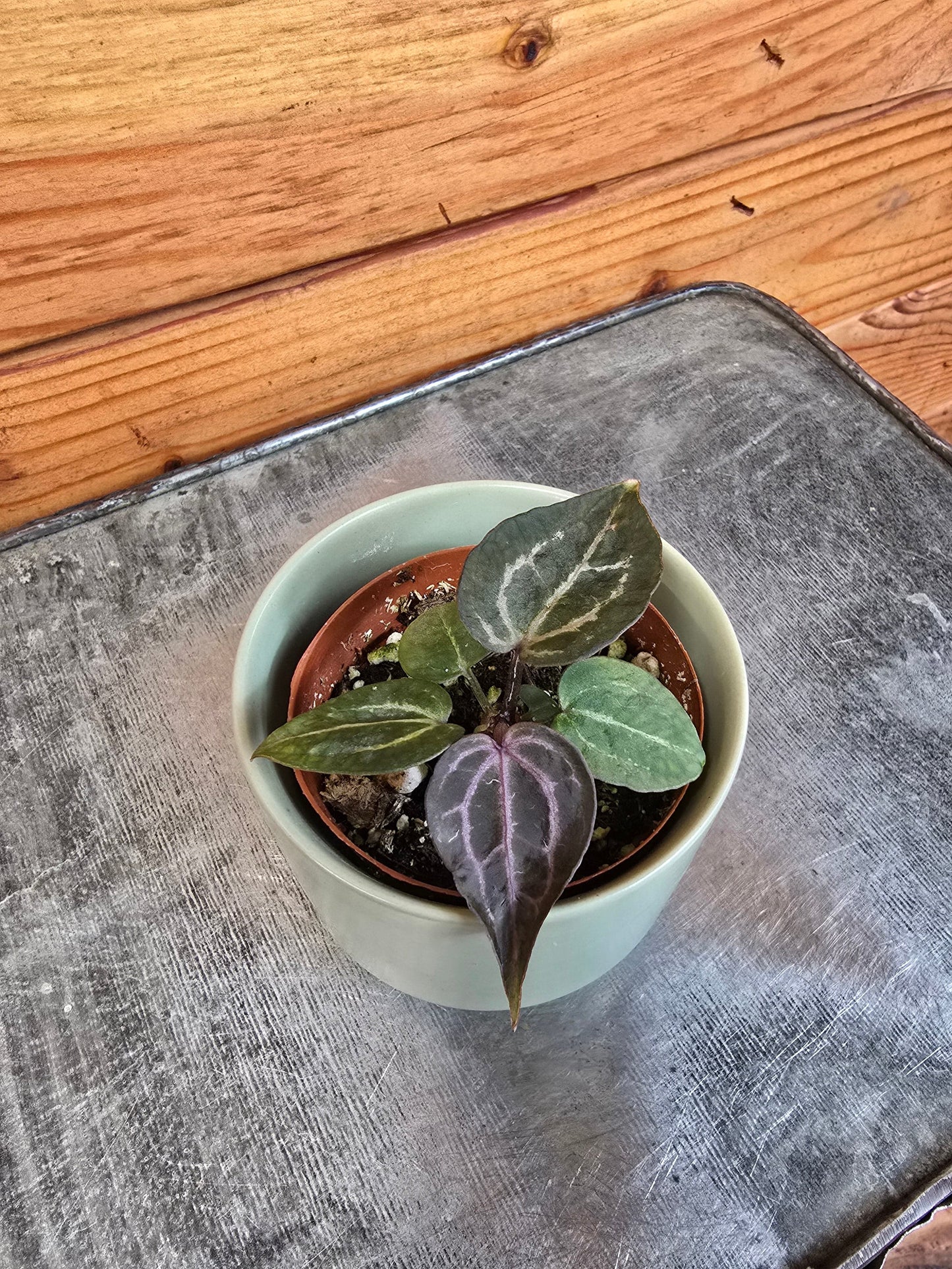 Anthurium Michelle, 2" Plant