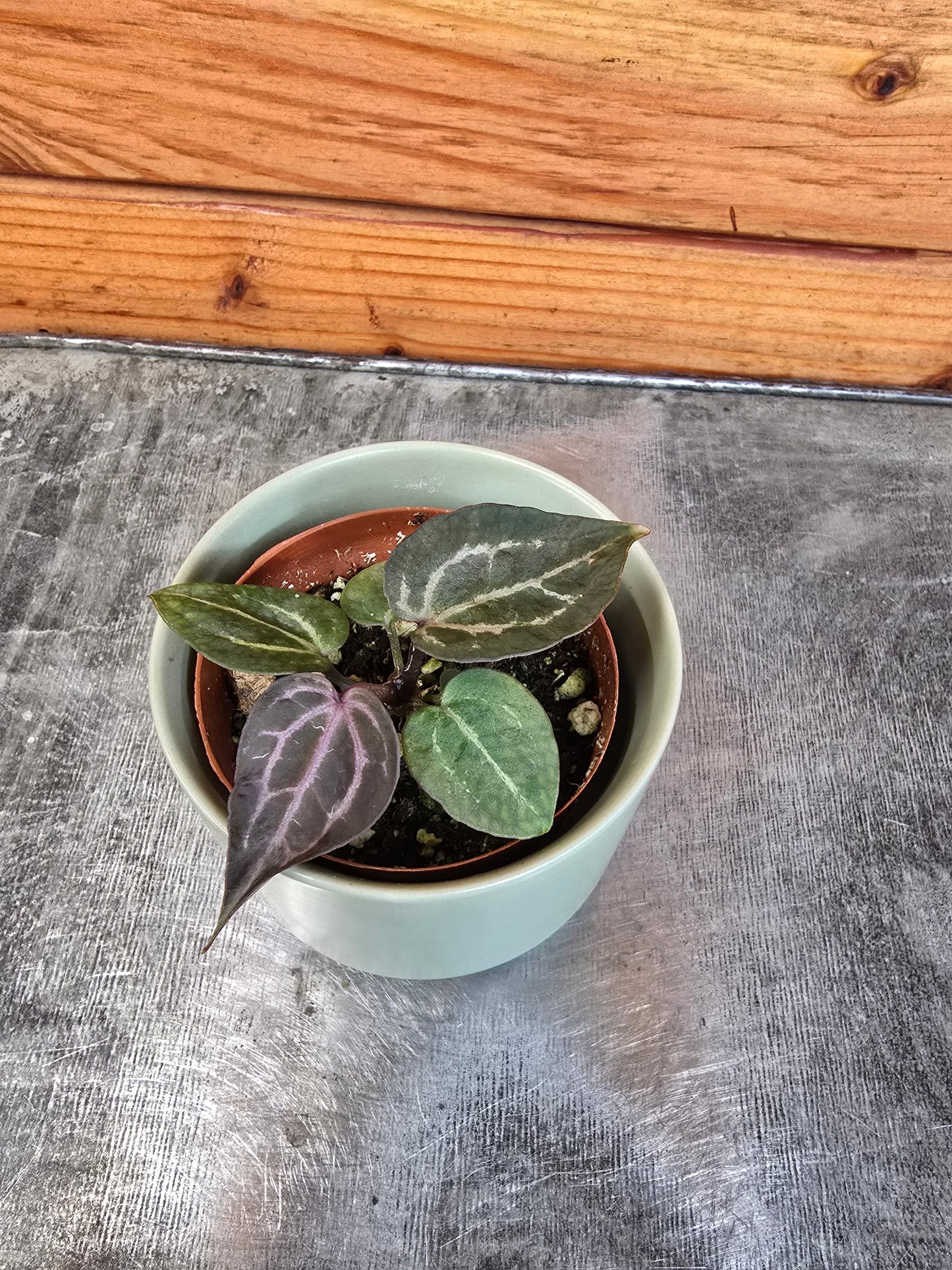 Anthurium Michelle, 2" Plant