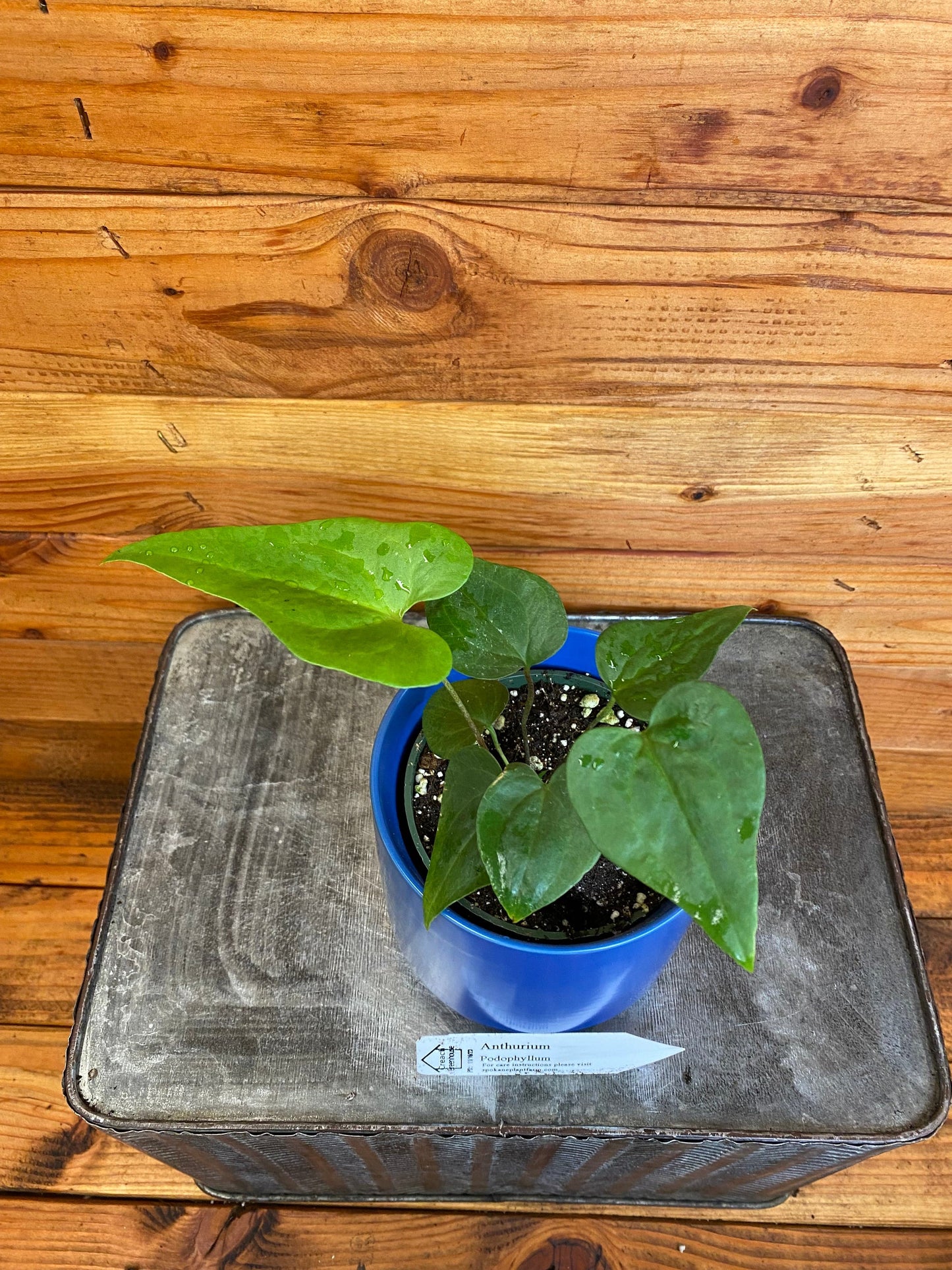 Anthurium Podophyllum, 4" Plant