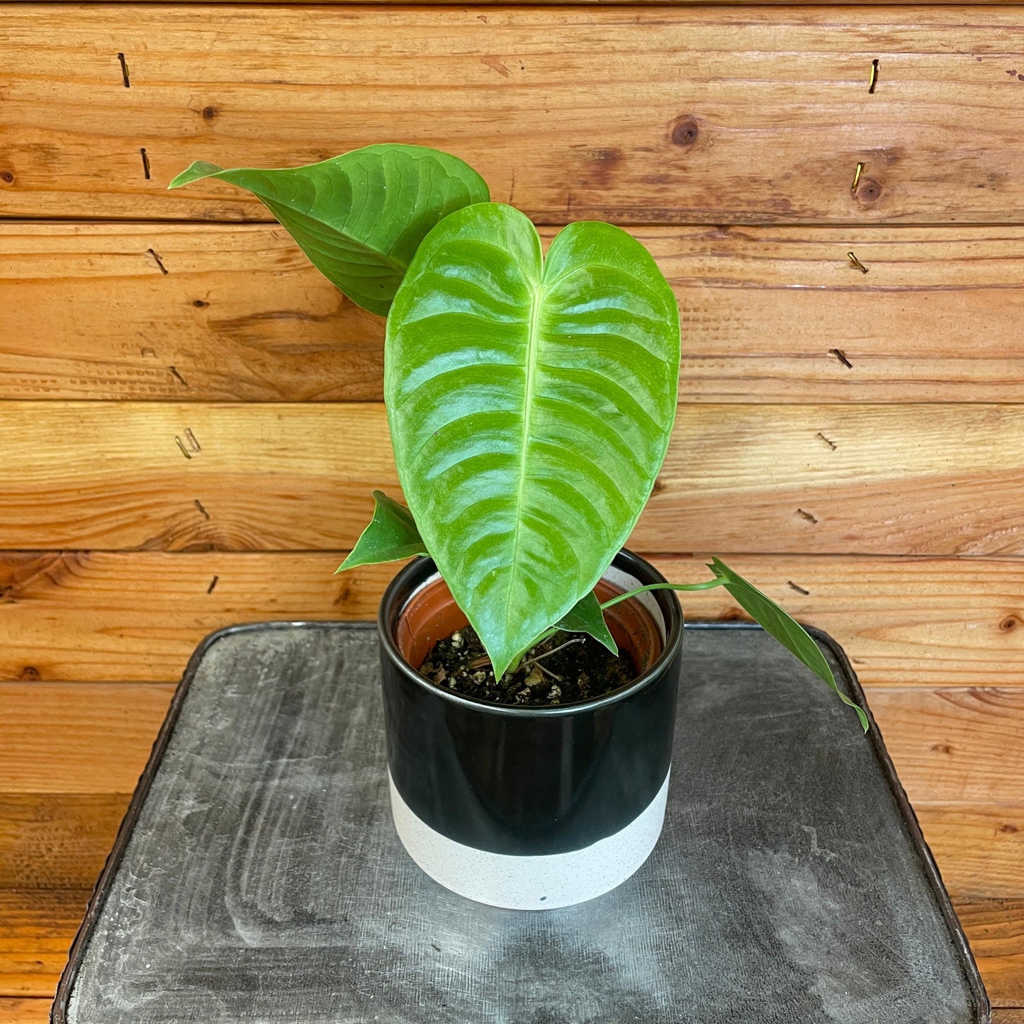 Anthurium Veitchii King, 4" Plant