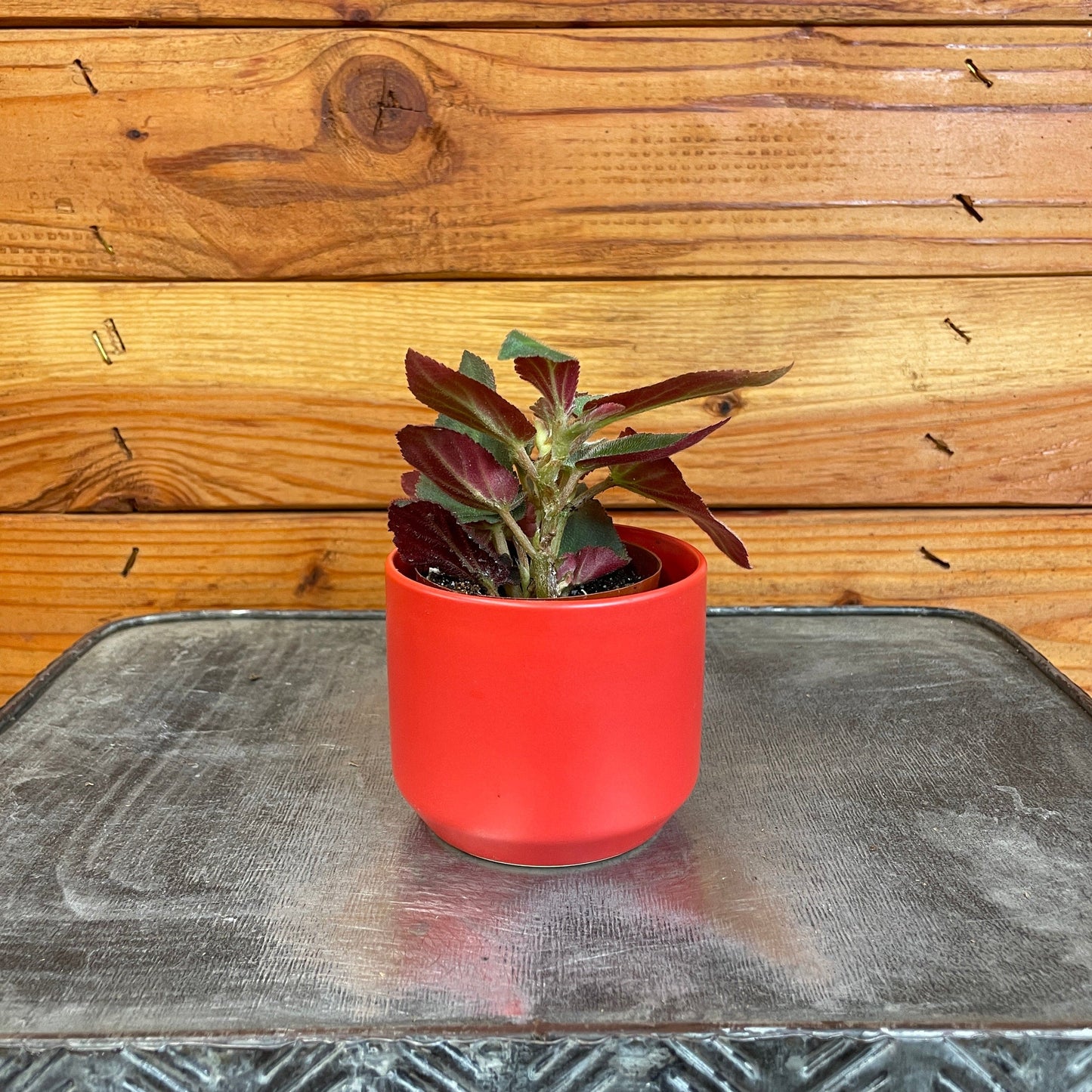 Begonia Angel Wing Brazilian Lady, 2" Plant