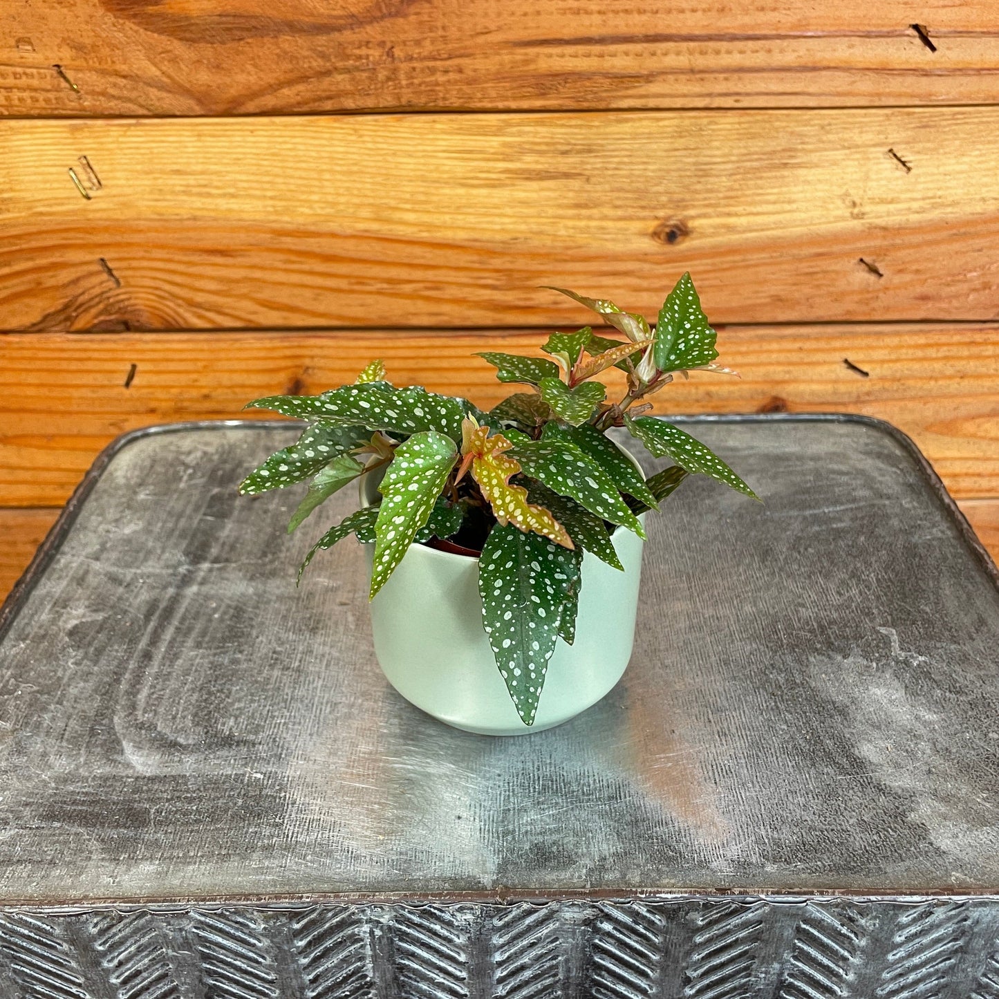 Begonia Angel Wing Medora, 2" Plant