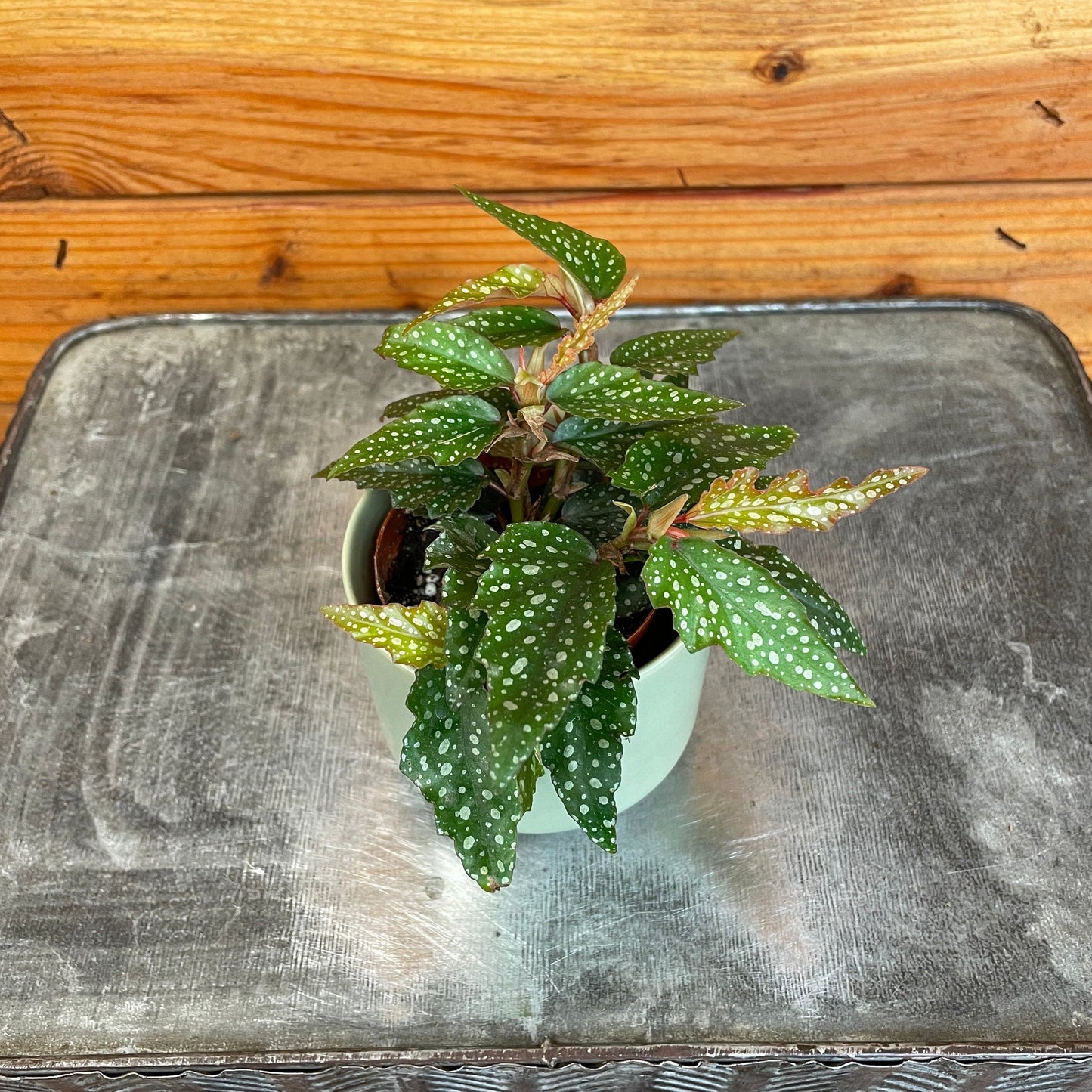 Begonia Angel Wing Medora, 2" Plant