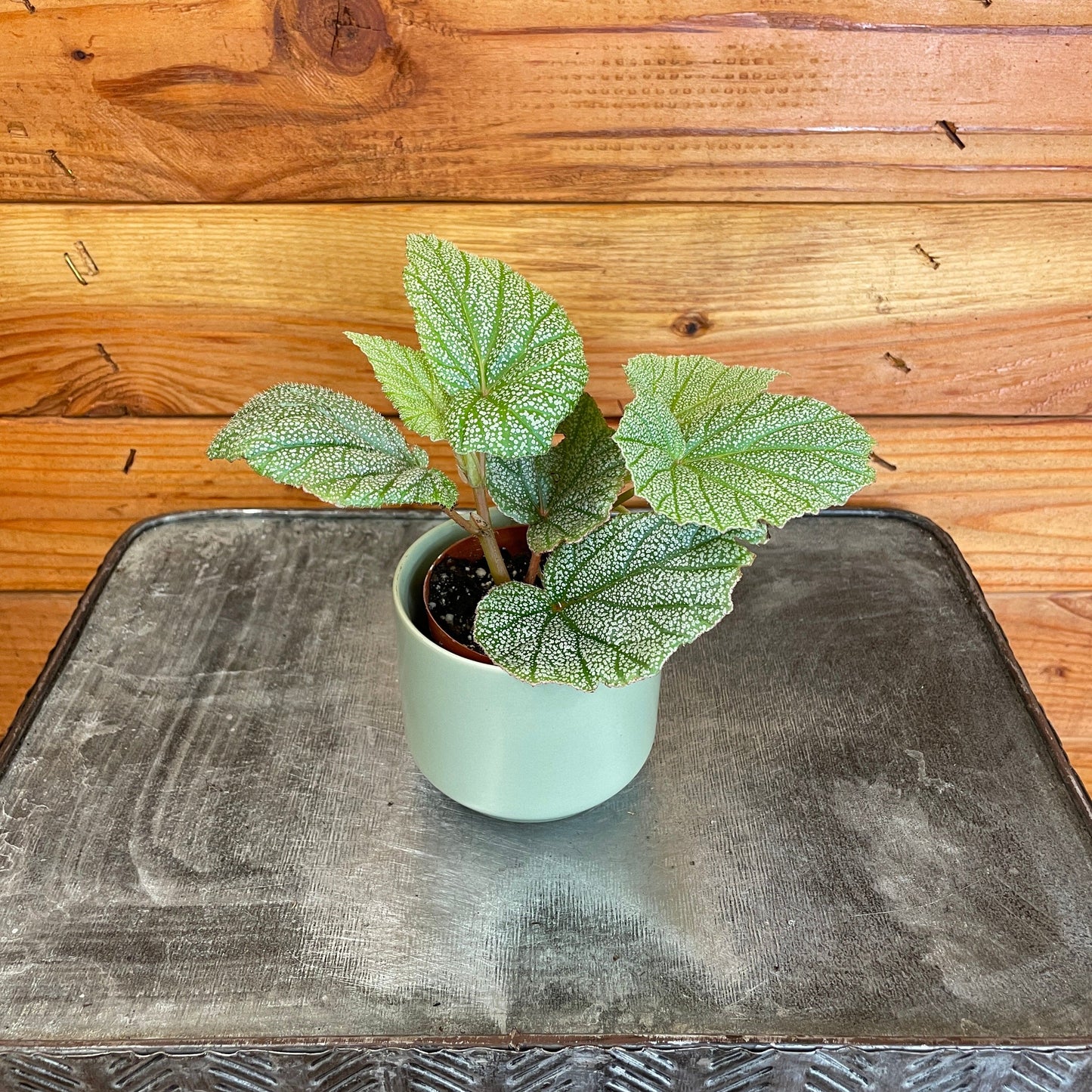 Begonia Angel Wing Sinbad Pink, 2” Plant