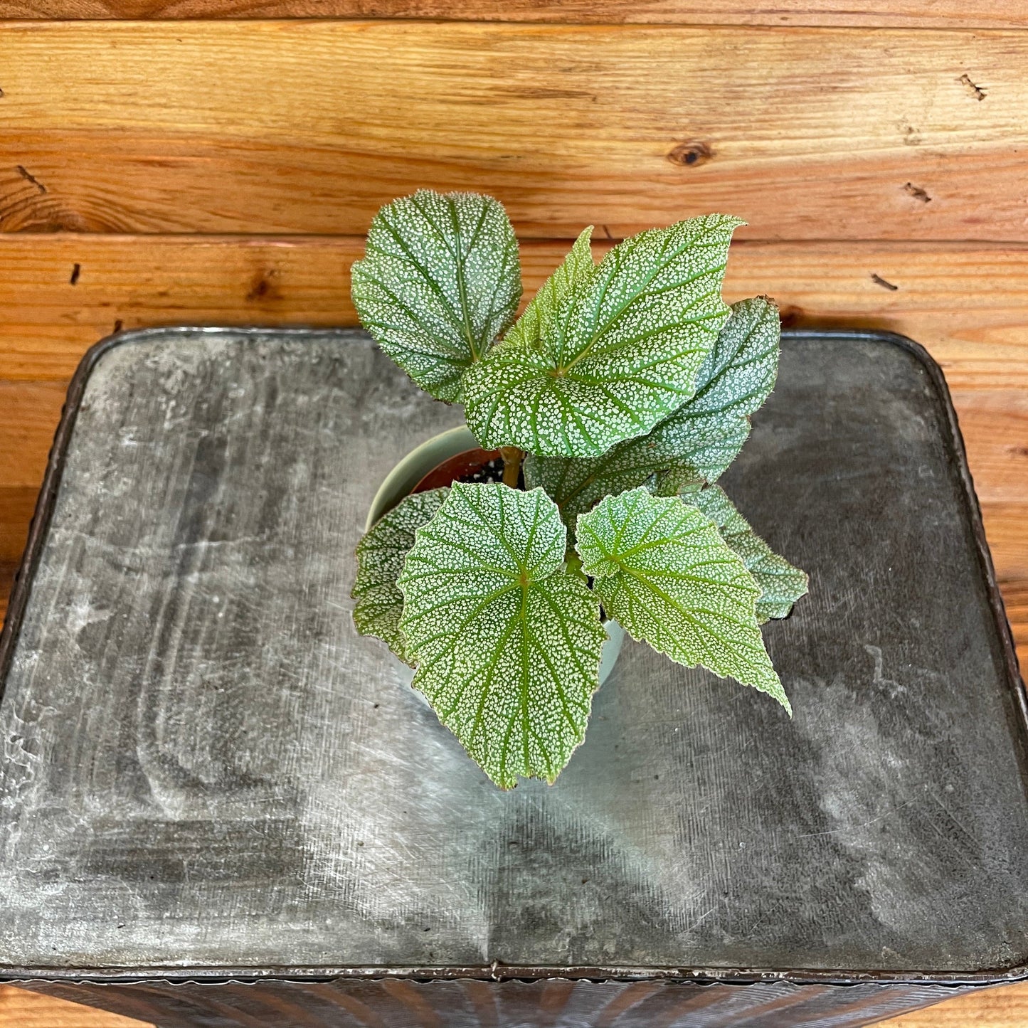 Begonia Angel Wing Sinbad Pink, 2” Plant