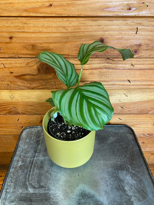 Calathea Orbifolia, 4" Plant