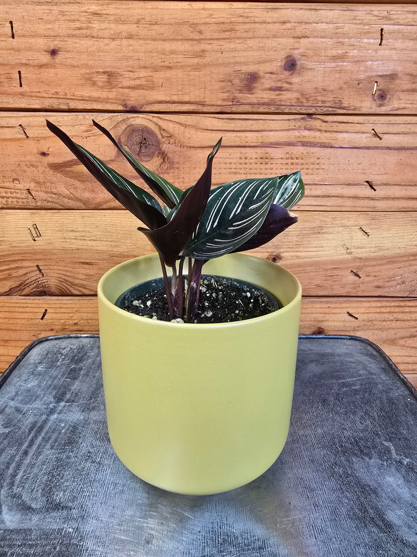 Calathea Ornata Pinstripe, 4" Plant