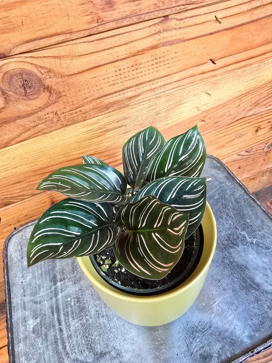 Calathea Ornata Pinstripe, 4" Plant