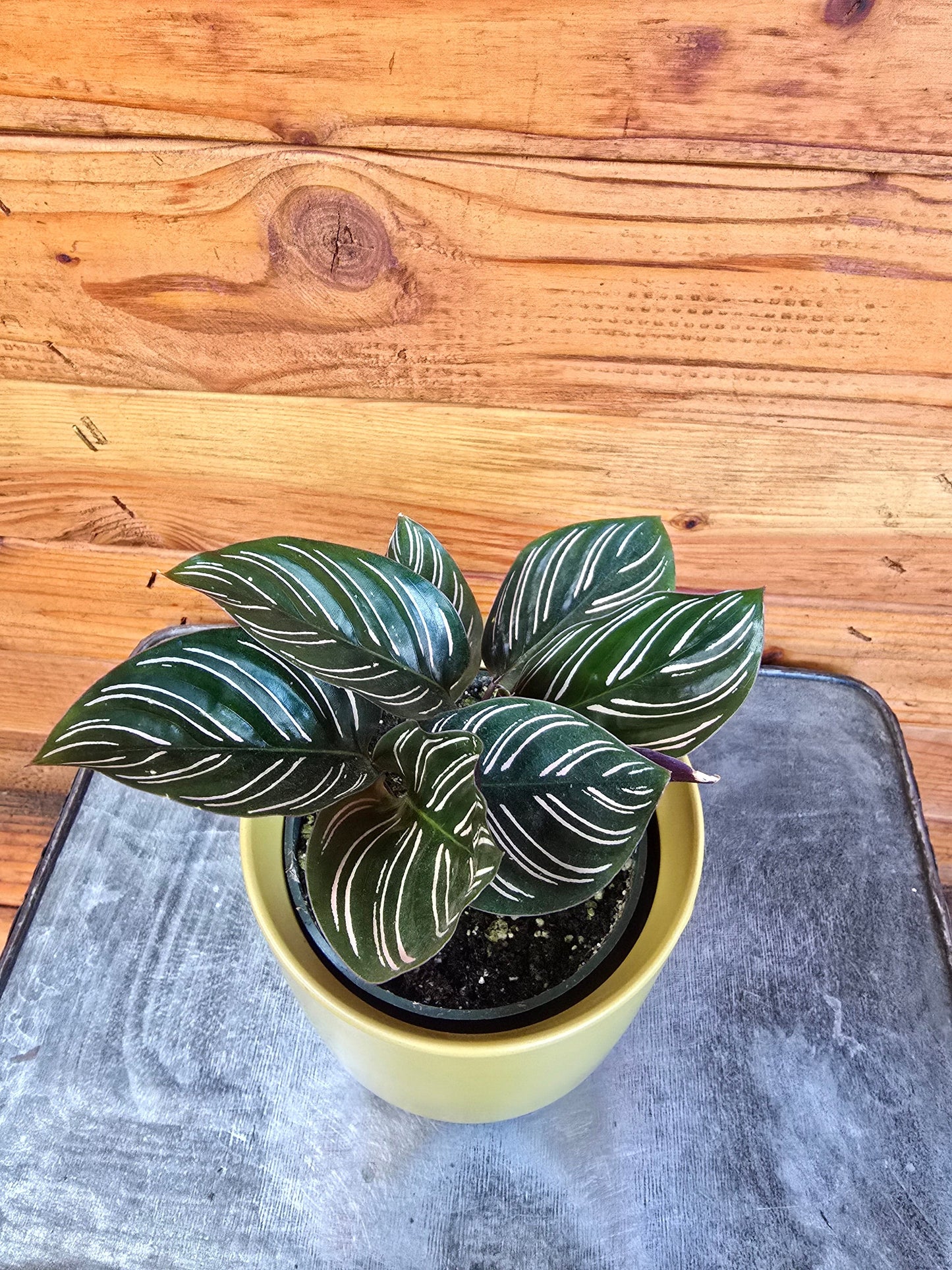 Calathea Ornata Pinstripe, 4" Plant