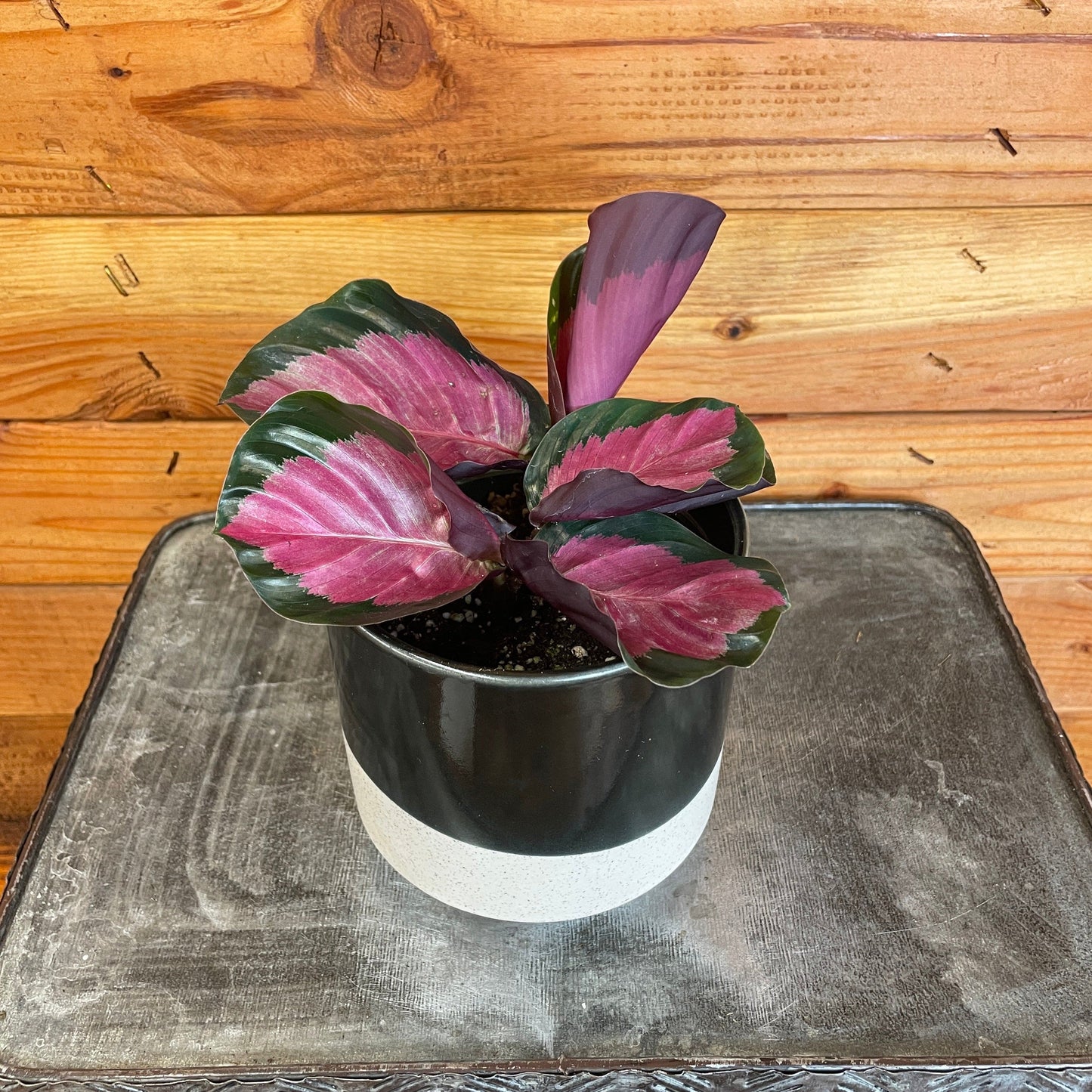 Calathea Roseopicta Rosy, 4" Plant