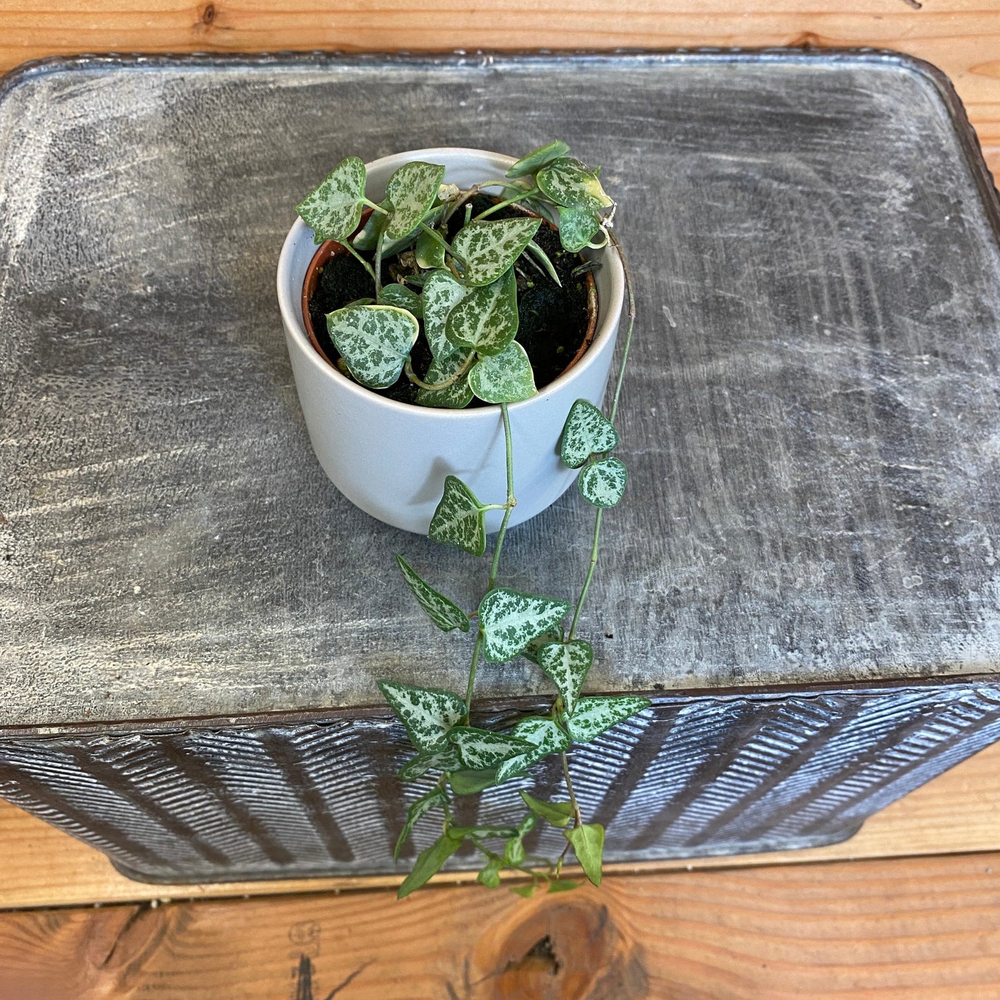 Ceropegia Woodii String of Arrows, 2" Plant