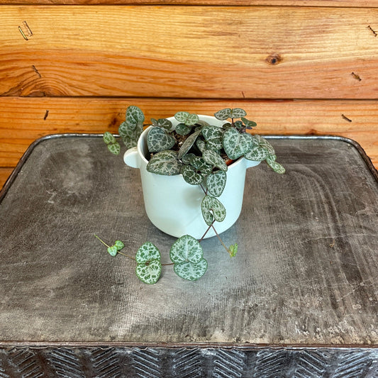 Ceropegia Woodii String of Hearts, 2" Plant