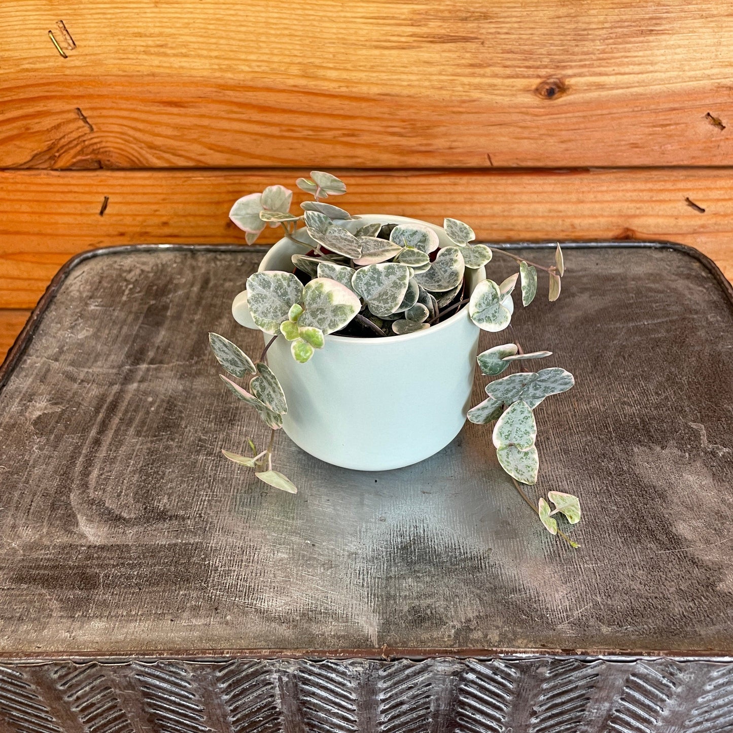 Ceropegia Woodii String of Hearts Variegated, 2" Plant
