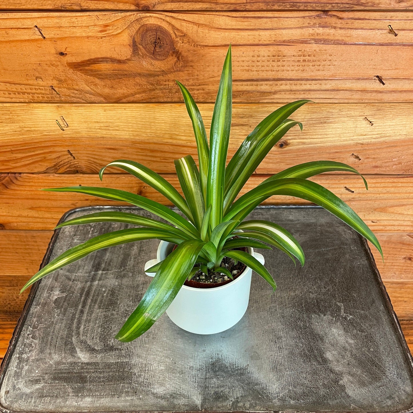 Chlorophytum Hawaiian Spider, 2" Plant