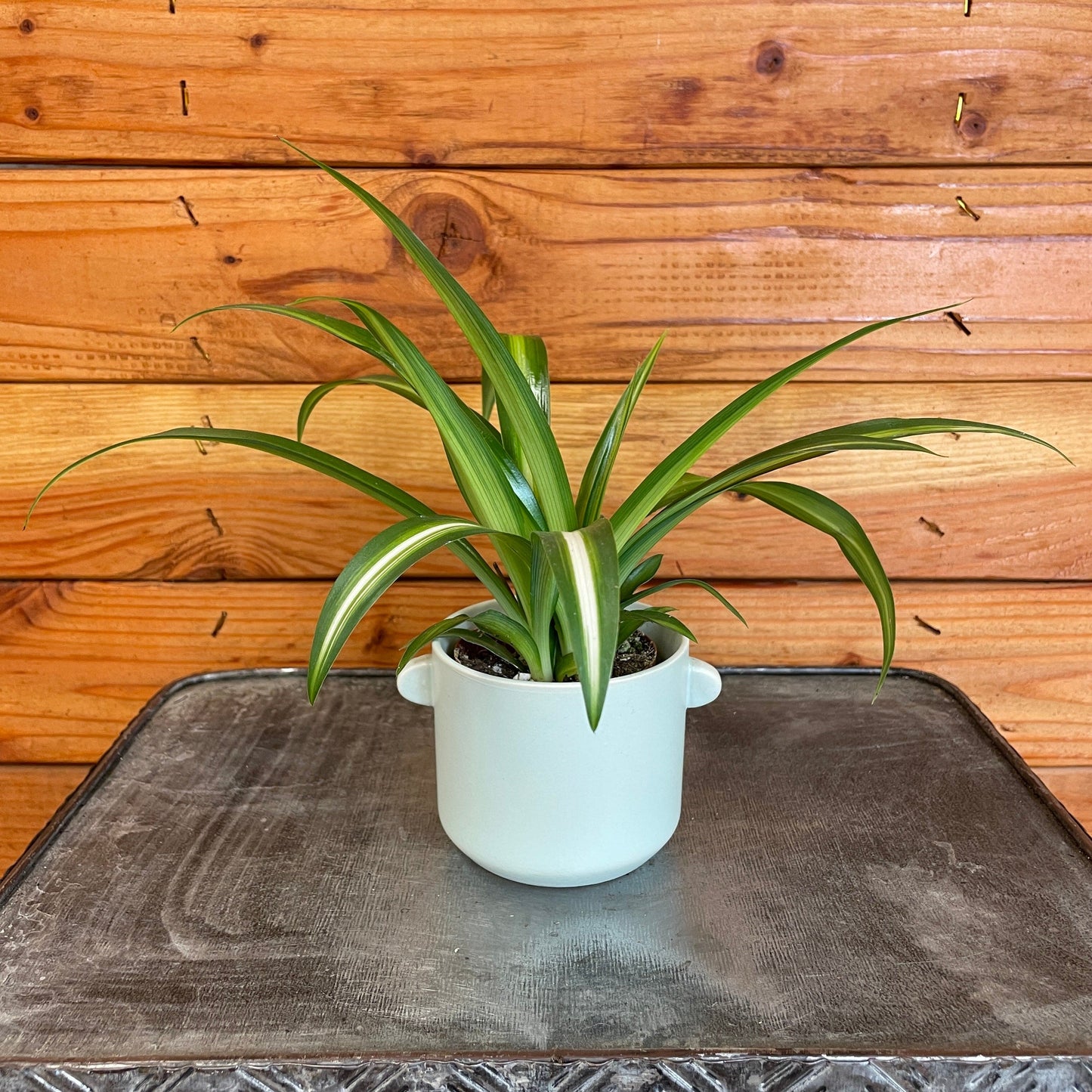 Chlorophytum Hawaiian Spider, 2" Plant