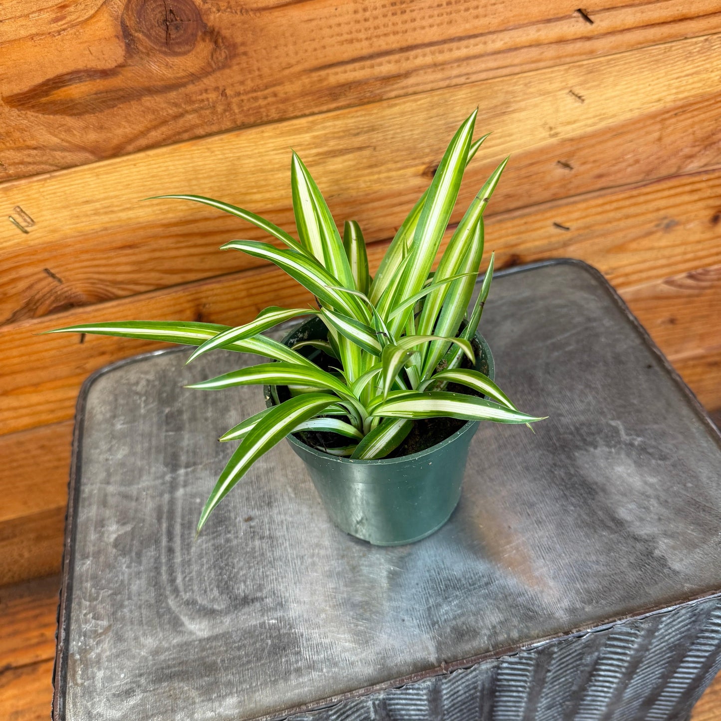 Chlorophytum Variegated Spider, 4" Plant