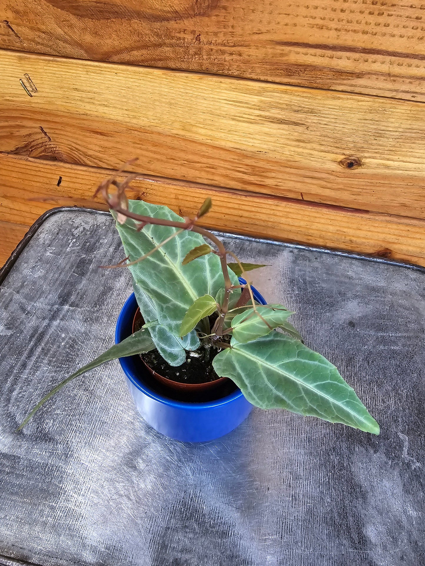 Cissus Amazonica, 2" Plant