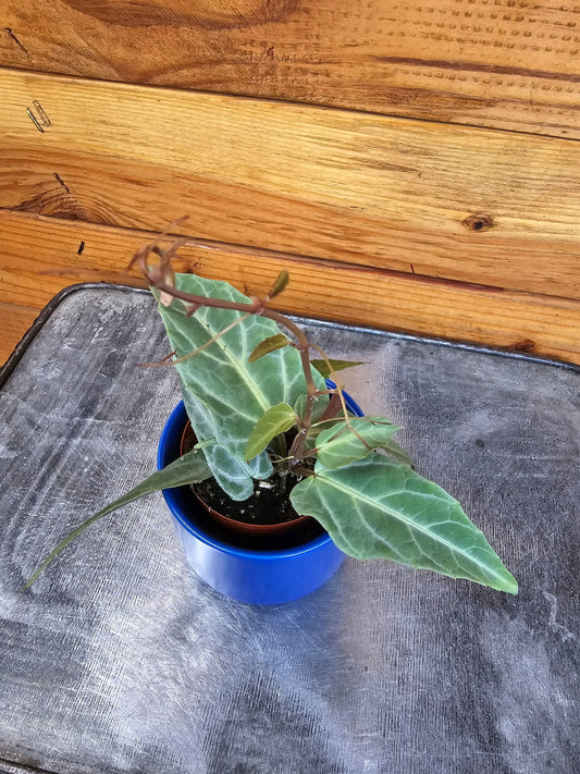 Cissus Amazonica, 2" Plant