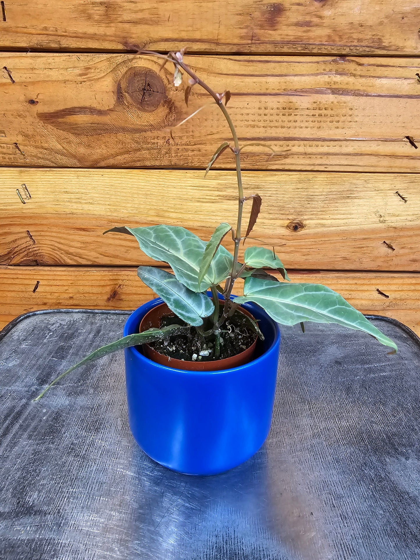 Cissus Amazonica, 2" Plant