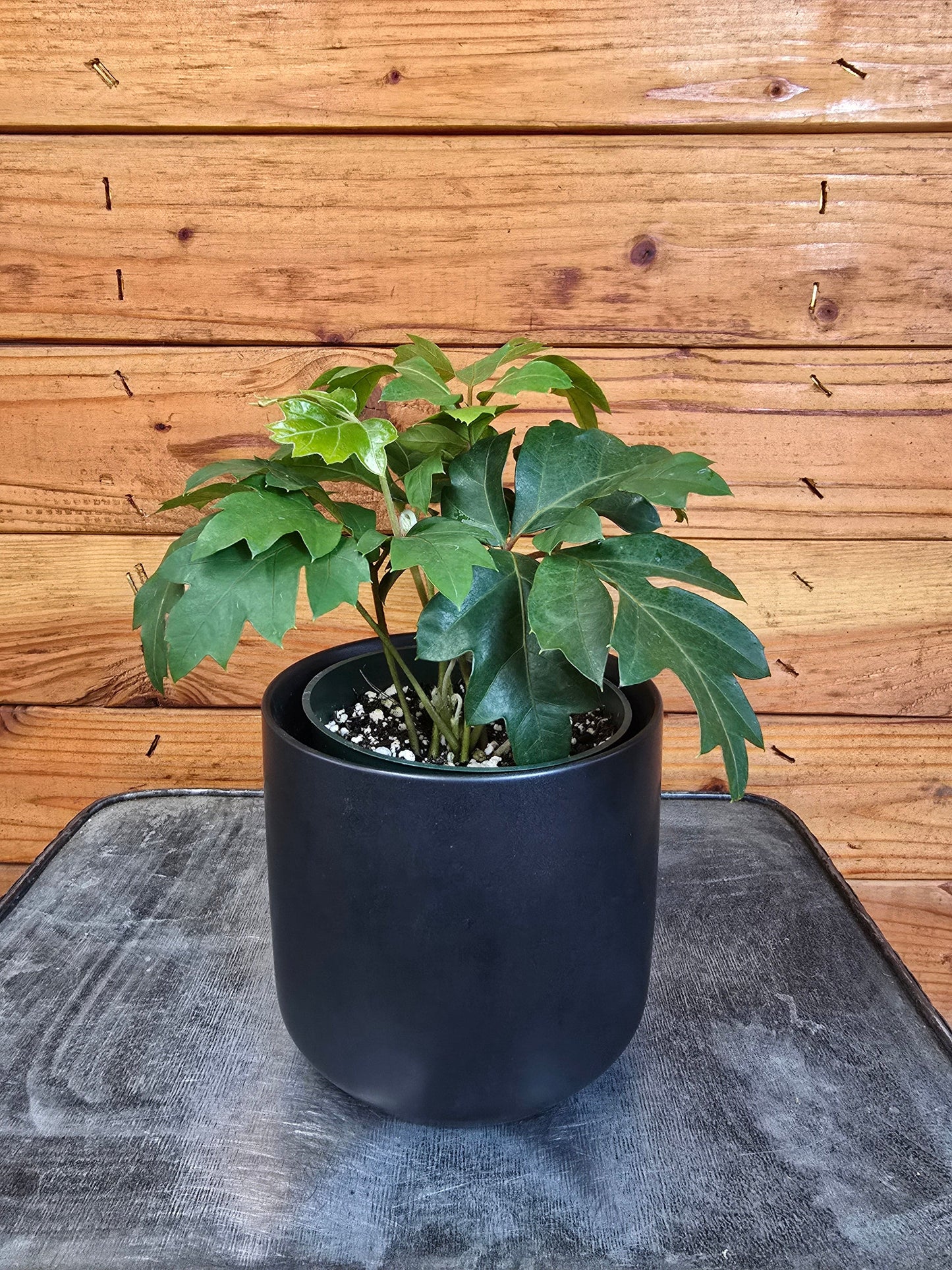 Cissus Oak Leaf Ivy, 4" Plant