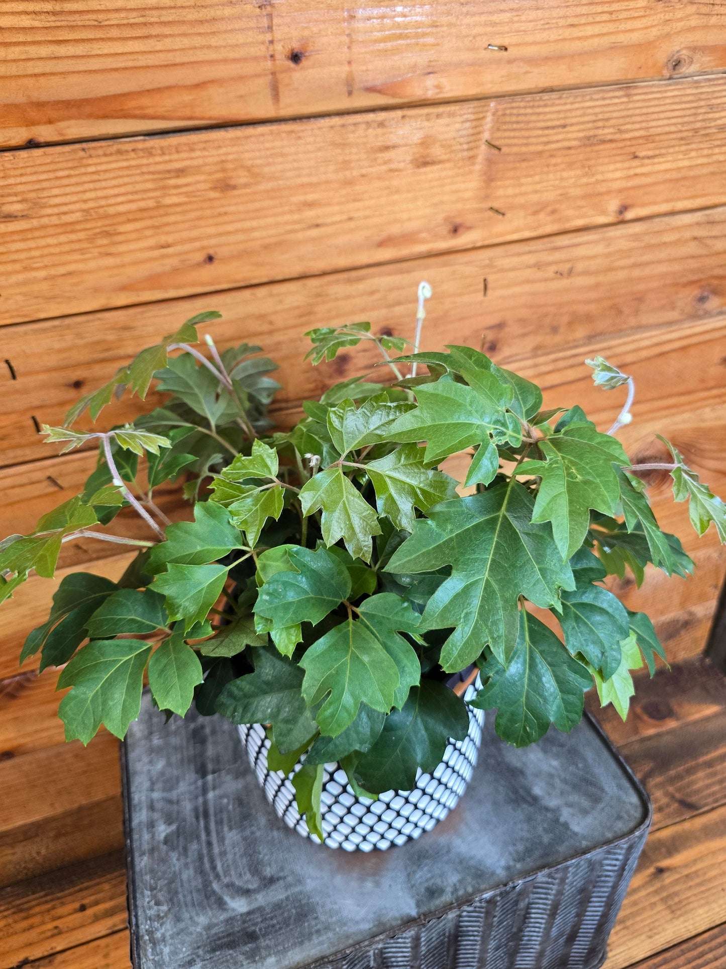 Cissus Oak Leaf Ivy, 6” Plant