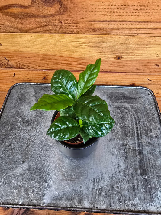 Coffea Arabica Coffee Plant, 2" Plant
