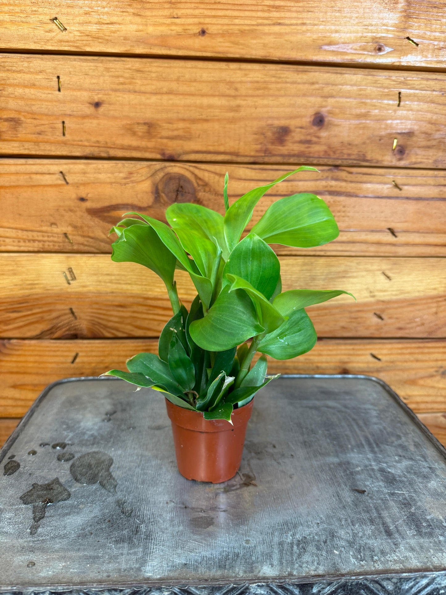 Costus Igneus Insulin Plant, 2" Plant