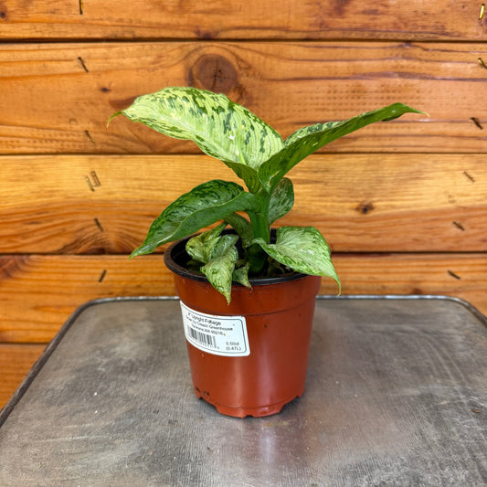 Dieffenbachia Tiki, 4" Plant