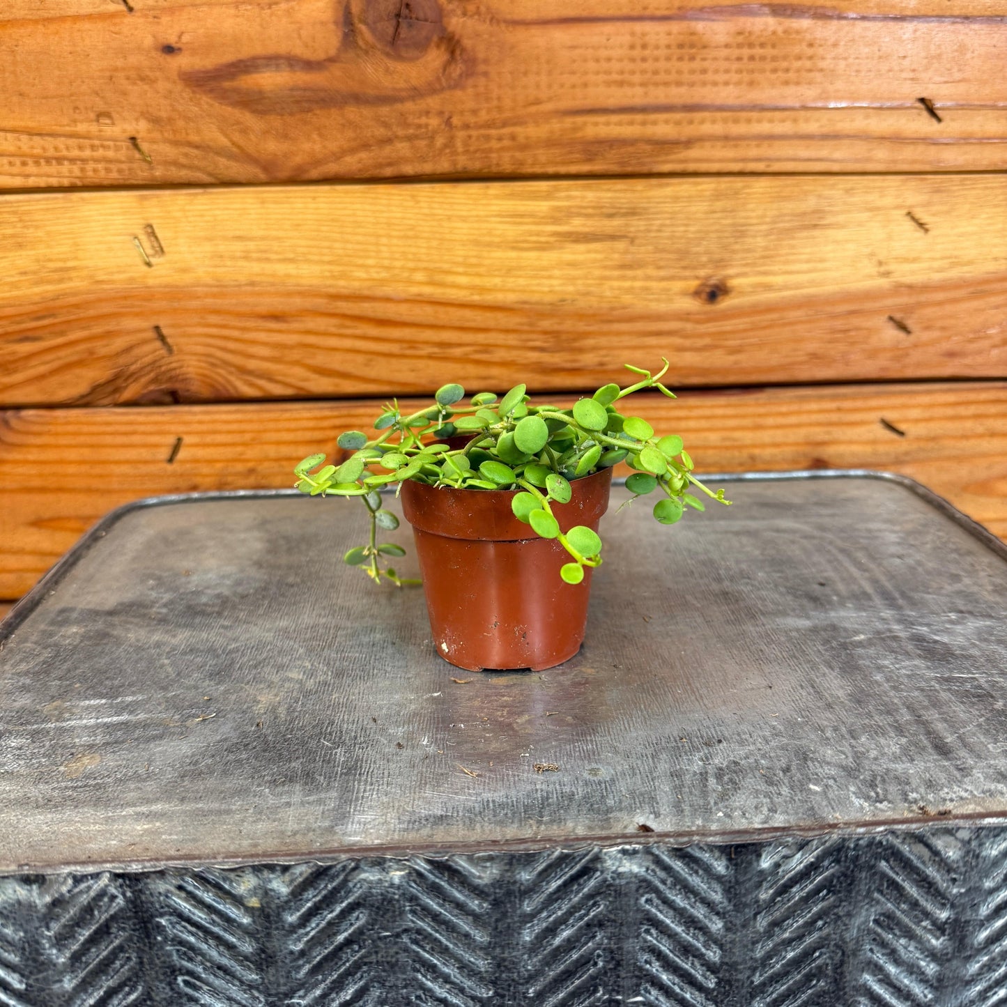 Dischidia Nummularia String of Nickels, 2" Plant