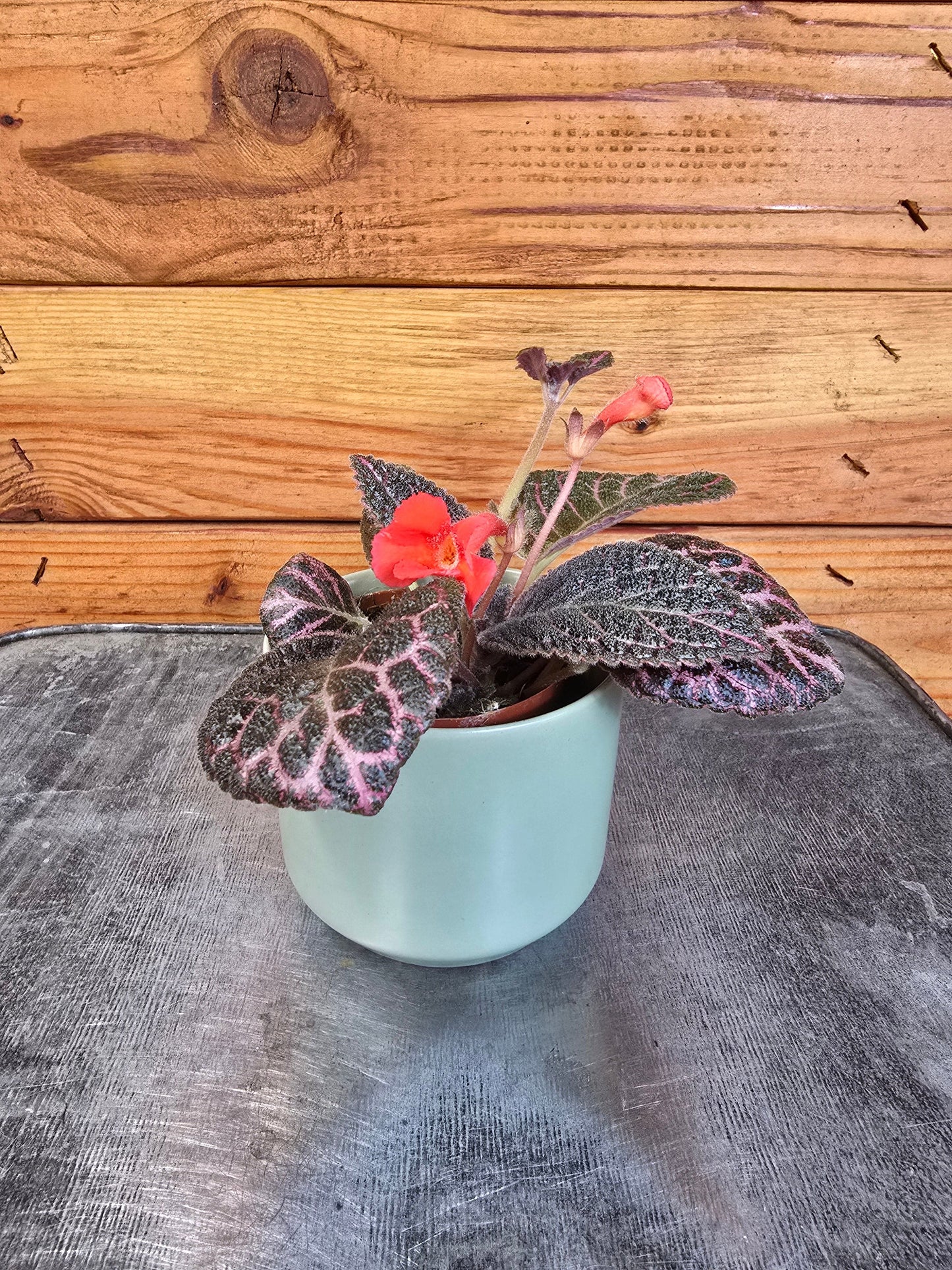 Episcia Cupreata Copper, 2" Plant
