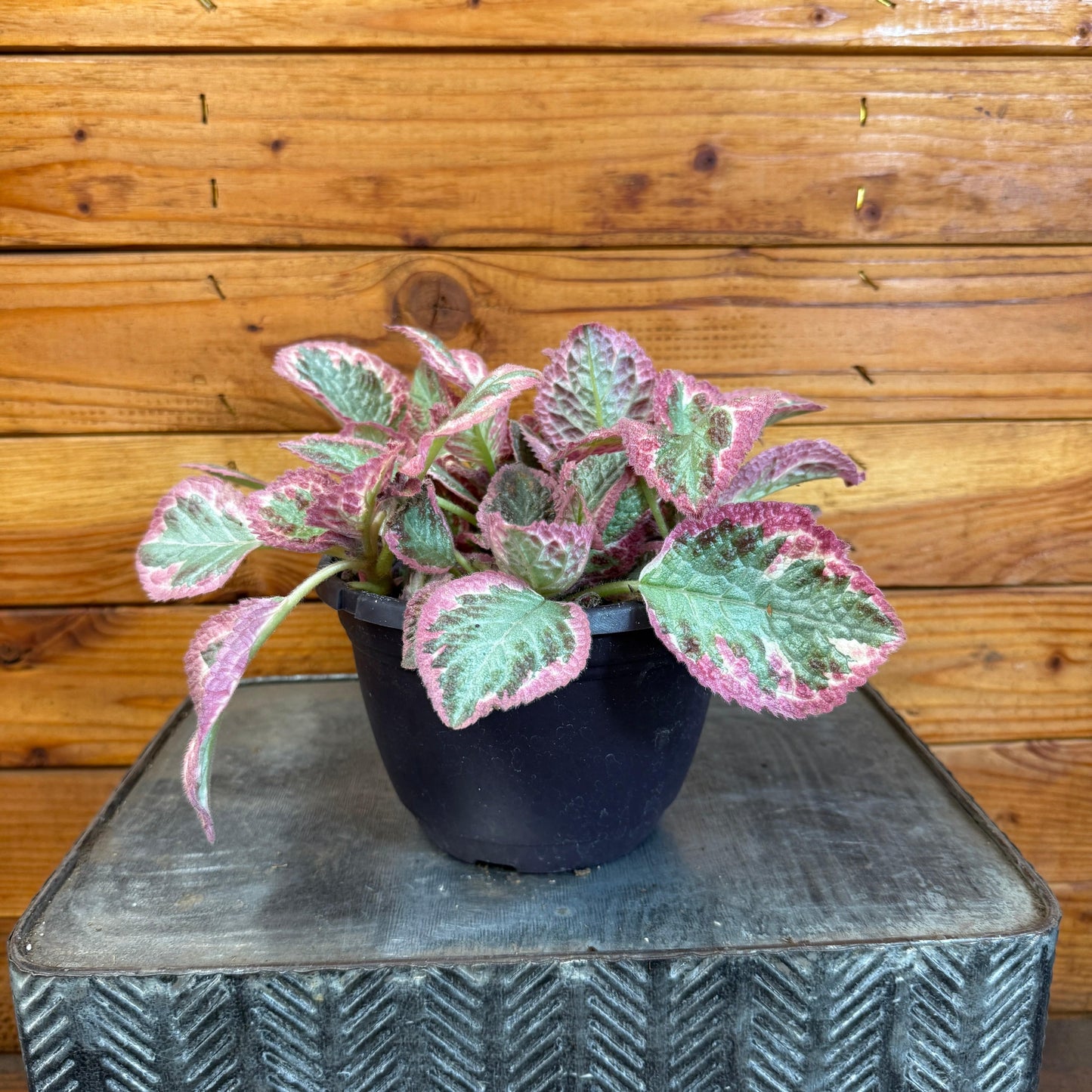 Episcia Pink Brocade, 6" Plant
