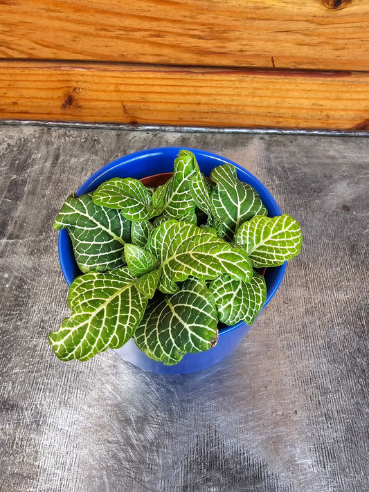 Fittonia Marble Green, 2" Plant
