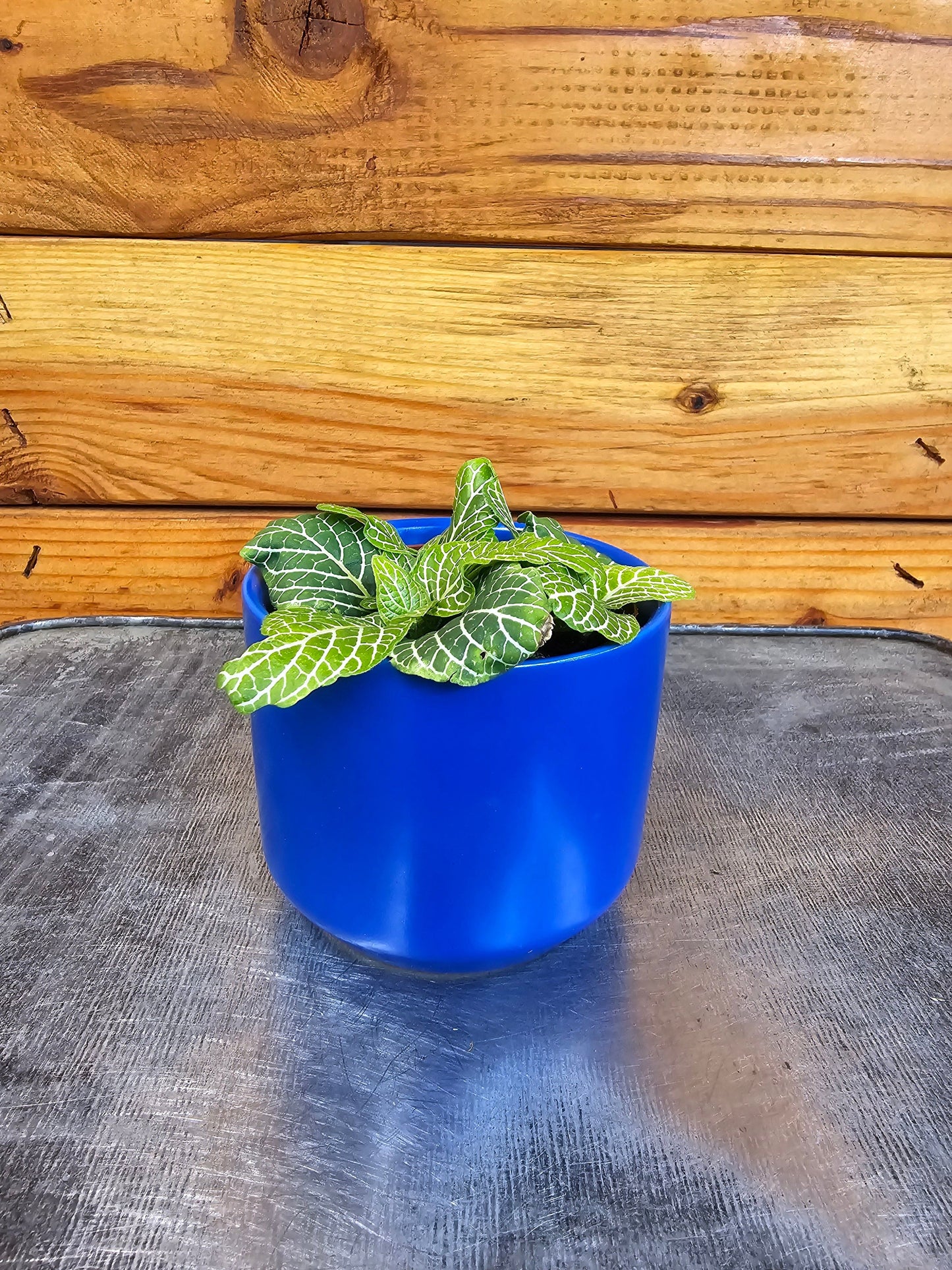 Fittonia Marble Green, 2" Plant
