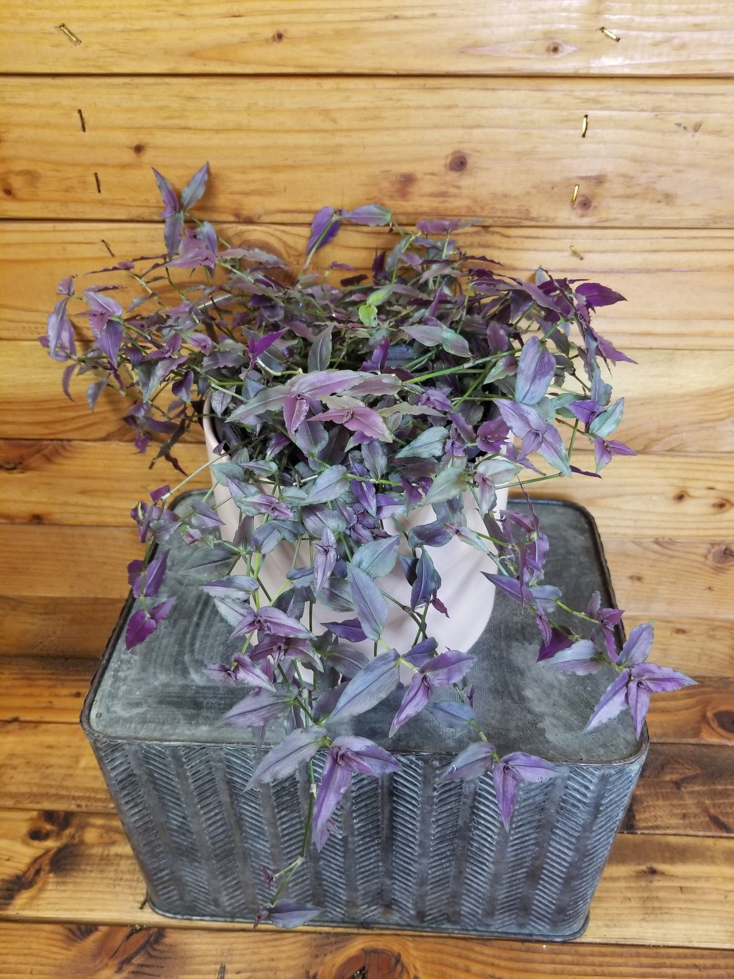 Gibasis Tahitian Purple Bridal Veil, 6" Plant