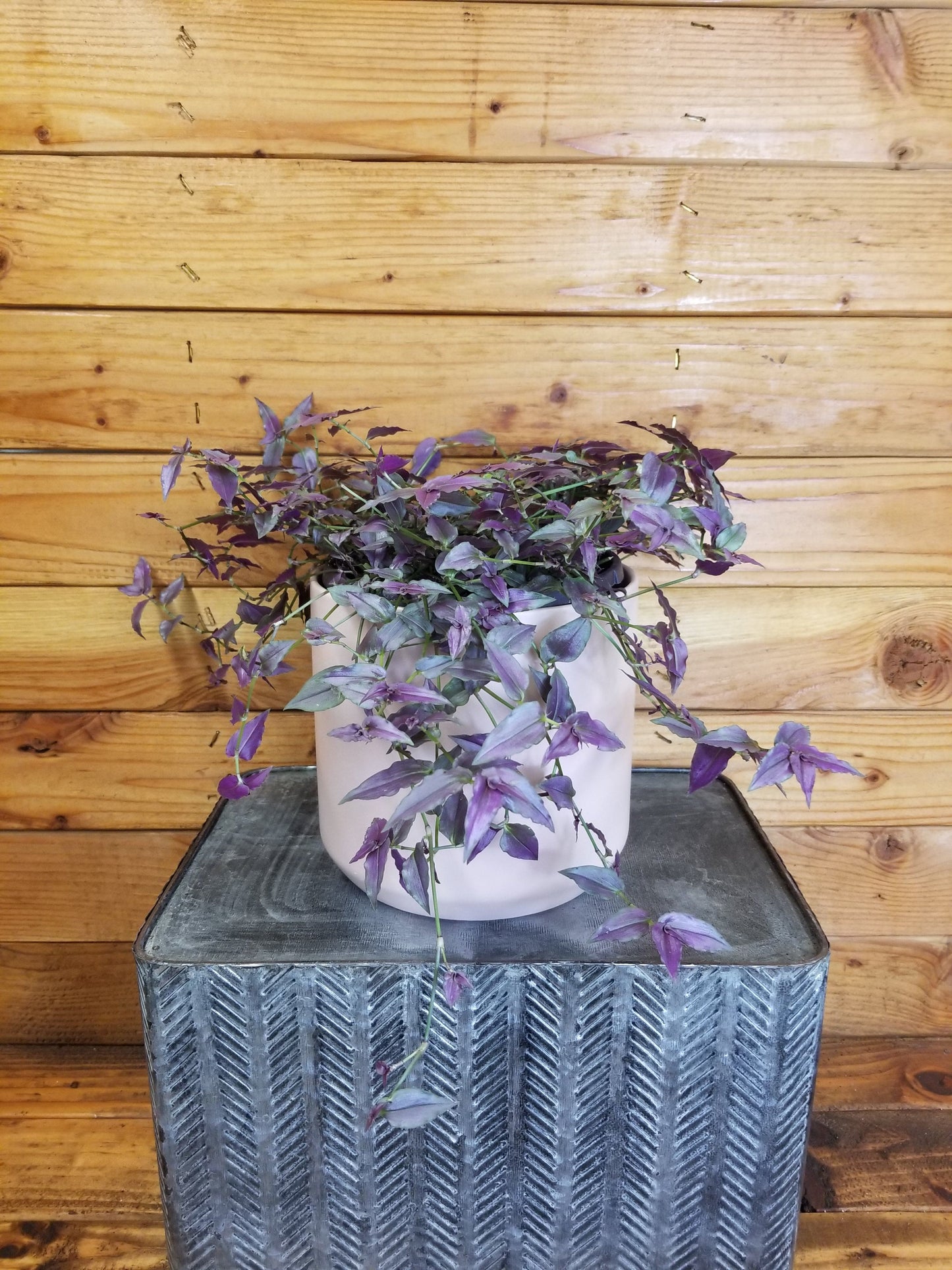 Gibasis Tahitian Purple Bridal Veil, 6" Plant