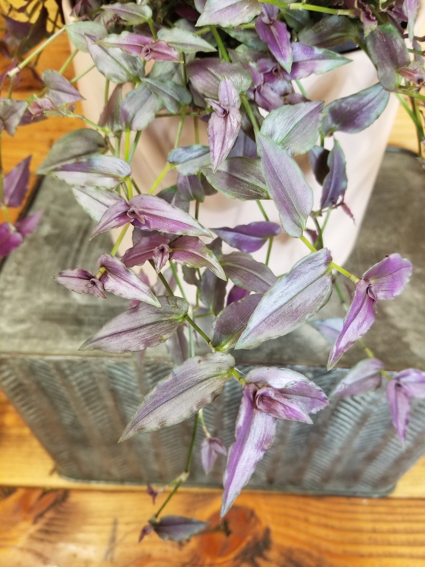 Gibasis Tahitian Purple Bridal Veil, 6" Plant