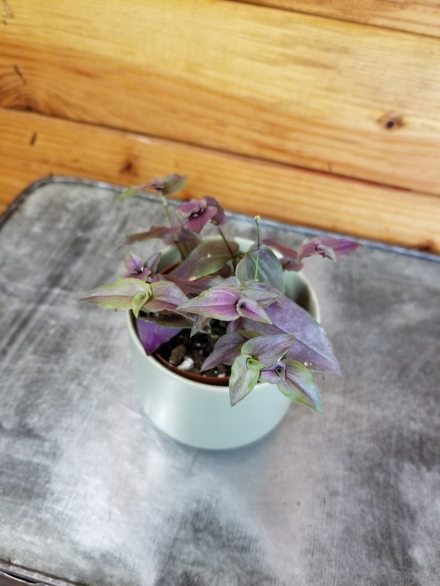 Gibasis Tahitian Purple Bridal Veil, 2" Plant