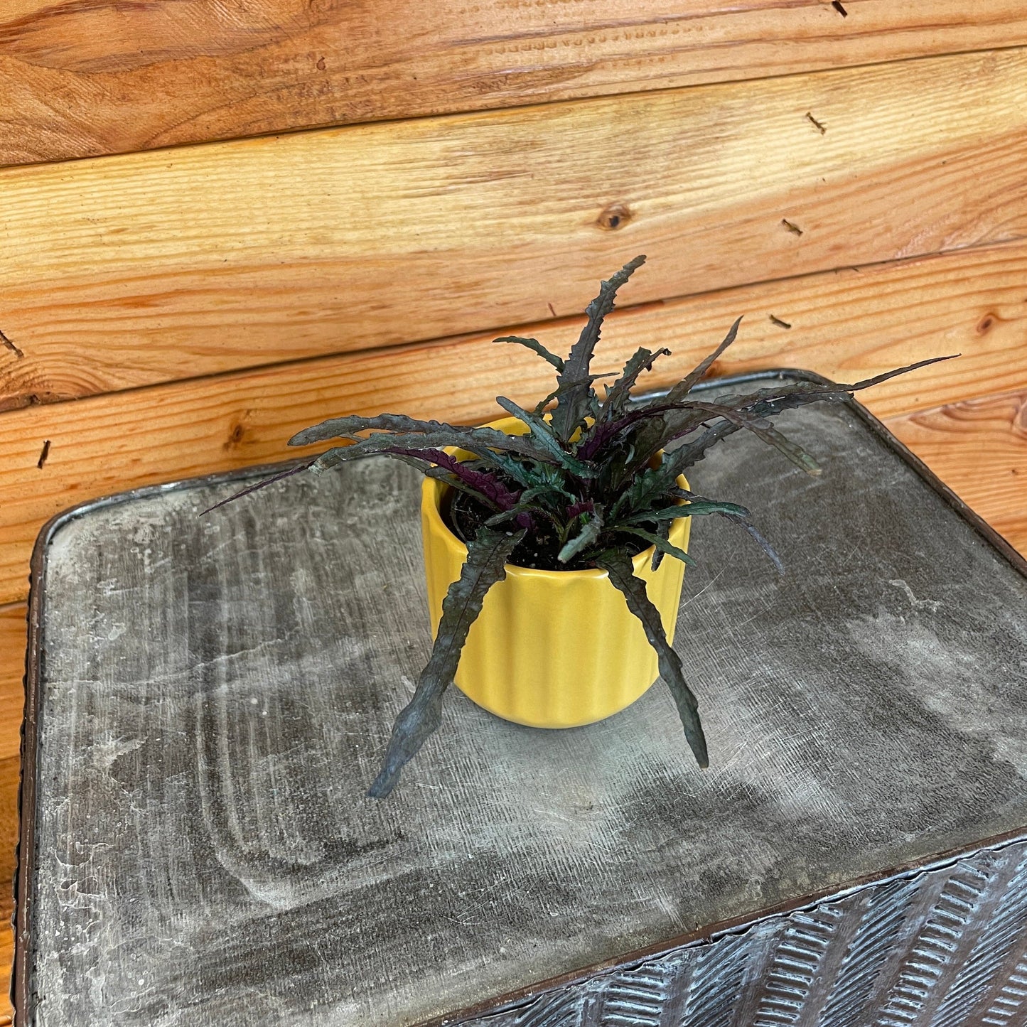 Hemigraphis Dragon's Tongue, 2" Plant