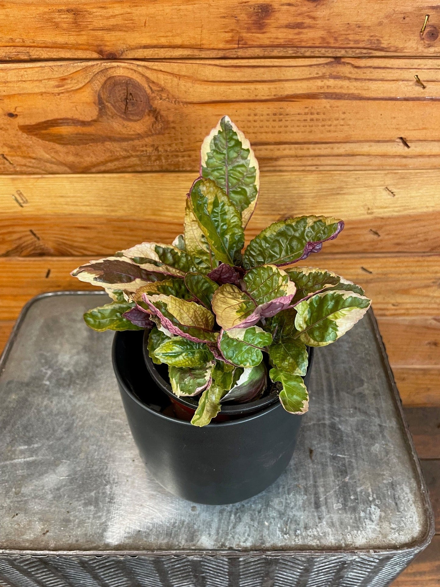 Hemigraphis Variegated Waffle, 4" Plant