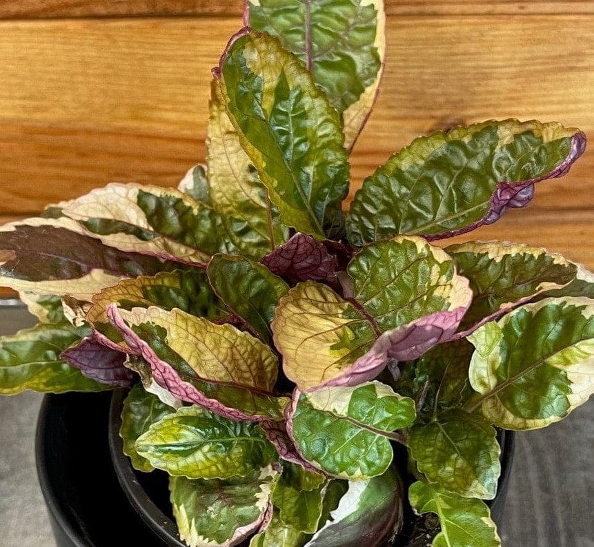 Hemigraphis Variegated Waffle, 4" Plant